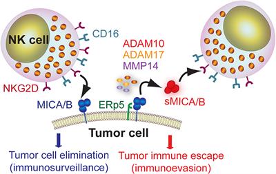 Leveraging NKG2D Ligands in Immuno-Oncology